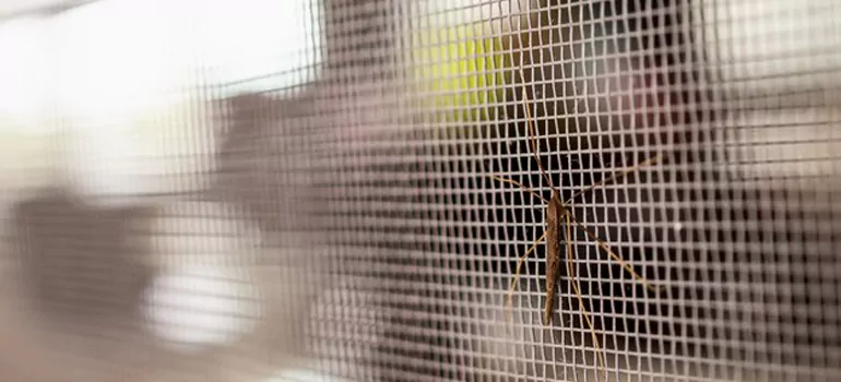 Repair Mosquito Mesh For Windows in Palm Harbor, FL